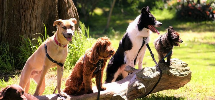 Educateur comportementaliste canin Dromeash